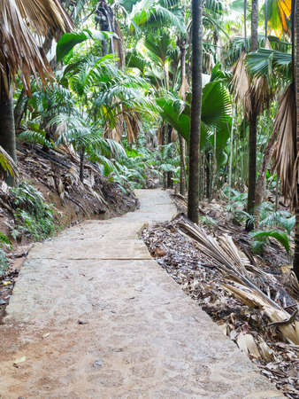 stone path in a tropical forest in the Seychellesの写真素材