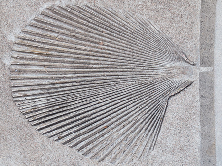 beautiful print of an ancient tree leaf in a gray concreteの写真素材