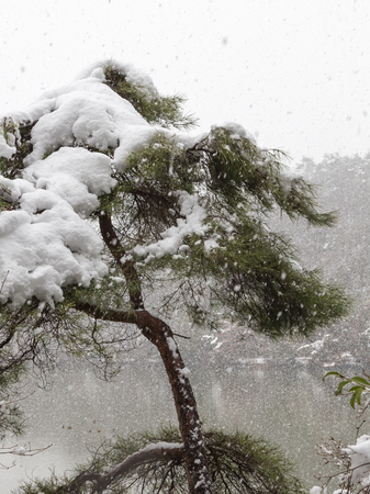 strong winter snow covered pine fluffy white snowの写真素材