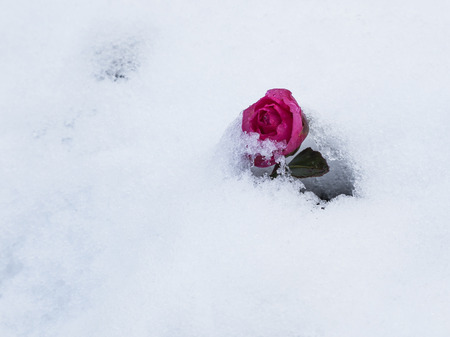 beautiful purple rose in the white snow meltingの写真素材