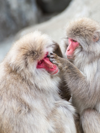 funny fluffy Japanese macaques with red faces enjoying lifeの写真素材