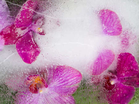 abstraction of bright purple and pink orchid flowers in water with bubbles on a green background