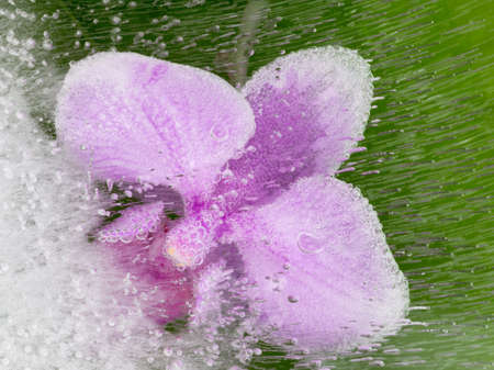 beautiful pink orchid in the frozen air bubbles on a green backgroundの写真素材