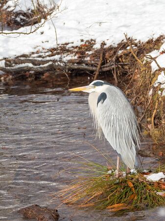 gray heron Japanese dries on the hill from the village of grass and snow fell in the winter in Japanの写真素材