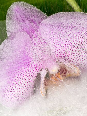 beautiful pink orchid spotted stuck in a transparent ice with air bubbles on a green backgroundの写真素材