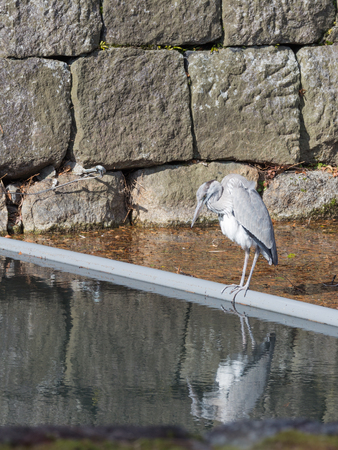 beautiful heron with gray wings and tail standing on thin legs and stares intelligent eyes in the water on the background wall of the great natural stonesの写真素材