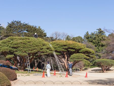 Tokyo - February 4, 2015: Working with ladders conduct landscaping pruning beautiful pine trees in a Japanese garden in early spring February 4, 2015, Tokyo, Japanのeditorial素材