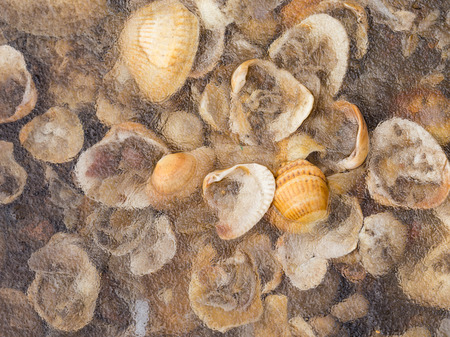 many shells were frozen in the ice on the lake in winter