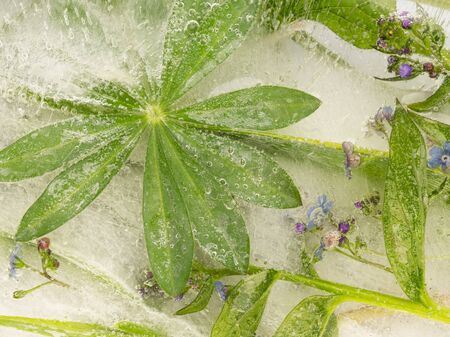 Organic abstraction beautiful bright green leaf lyuptna frozen in ice with air bubbles and small flowers forget-meの写真素材