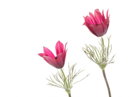 Two bright beautiful pink purple flowers pulsatilla vulgaris with fluffy stems and green leaves on a...
