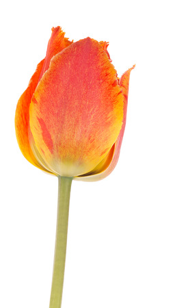 beautiful red-orange bright spring tender tulip flower on a green stem on a white backgroundの写真素材