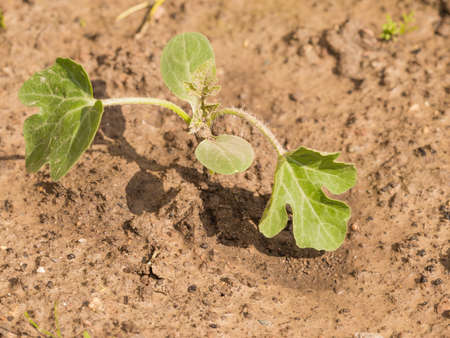 new green sprout in the garden with watermelon brown clay soil in early spring in the gardenの写真素材