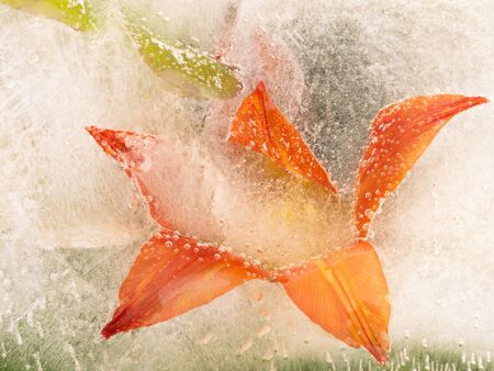 bright beautiful orange flower frozen in water with bubbles of airの写真素材