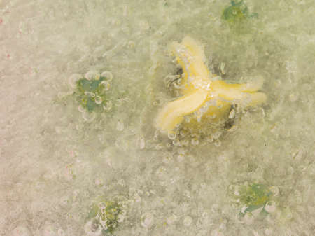 abstraction of air bubbles and organic elements flower in iceの写真素材