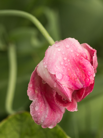 beautiful delicate flower delicate pink tulip with drops of water in a garden leaning after a spring rain, verticallyの写真素材