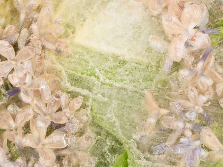 gentle abstraction of delicate small flowers and green leaves frozen in ice with lots of air bubblesの写真素材