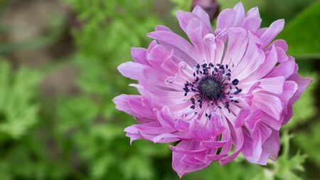 pistil and stamen dark blue flower with pollen beautiful bright mauve anemone on green background in spring in the gardenの写真素材