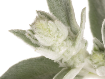 soft fluffy silvery leaves stahisa of the family Lamiaceae, which also have the names of the sheep,...