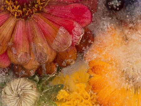 fragile abstraction of bright orange flowers of calendula in tsinii and transparent ice with lots of...