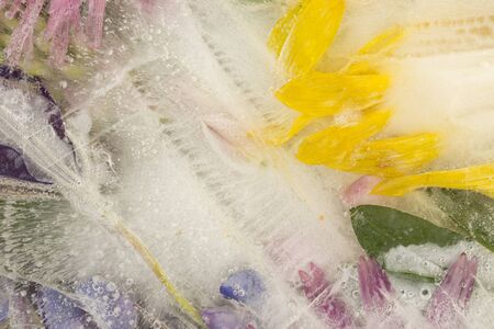 cold abstraction of delicate petals of flowers, frozen in clear water with air bubbles