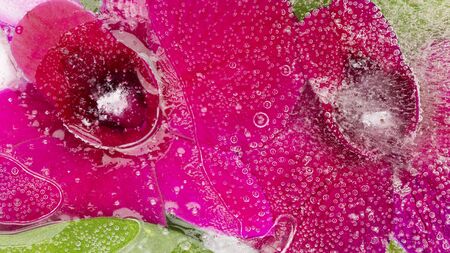Bright abstraction two purple orchid flowers, frozen in the clear water and lots of air bubblesの写真素材