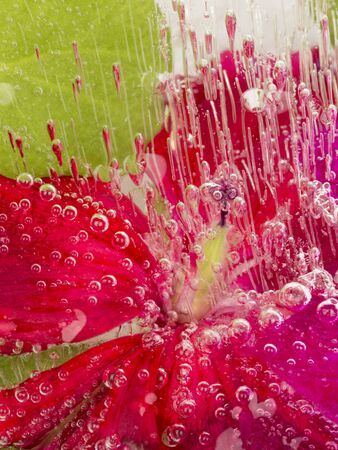 vertical frozen abstraction with red geraniums and lots of air bubbles in the iceの写真素材