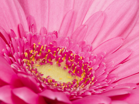 lovely bright pink gerbera flower with fluffy petals and yellow center fluffyの写真素材