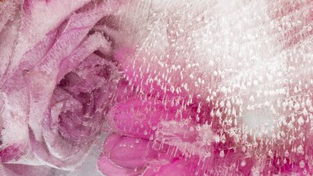 beautiful abstraction with pink flower roses frozen in clear ice and a lot of air bubbles on the surfaceの写真素材