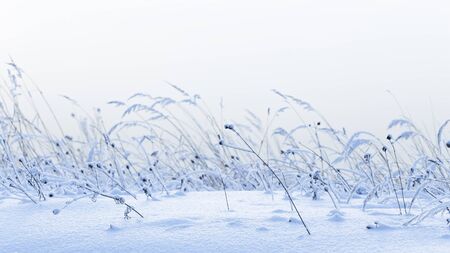 Beautiful fluffy white snow on the withered grass in the field, and the ears cold frosty winter, Russiaの写真素材