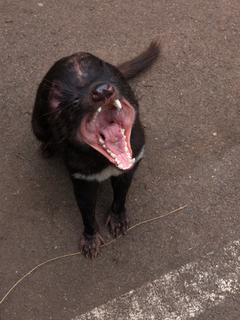 black aggressive Tasmanian devil opened his most terrible terrible toothy maw, Australiaの写真素材