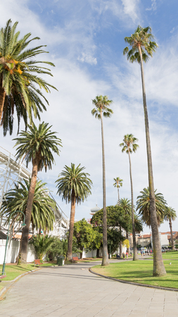 Melbourne - March 3, 2016: Beautiful tall palm trees in the park near the lunopark and people on the street March 3, 2016, Melbourne, Australiaのeditorial素材