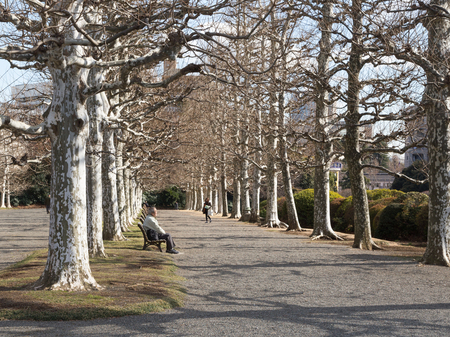 Tokyo - February 6, 2015: An elderly Japanese man resting on a bench in the park, and the road is a beautiful young woman, and powerful bare trees in winter around February 6, 2015, Tokyo, Japanのeditorial素材