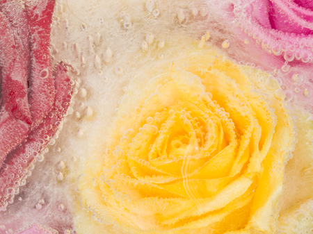 beautiful delicate organic abstract flowers yellow roses frozen in a transparent clear water with lots of bubbles of airの写真素材