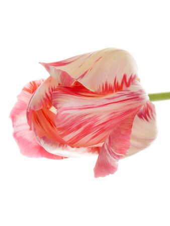 beautiful bright colorful unusual delicate pink and white tulip with a thin stem, isolated on white backgroundの写真素材