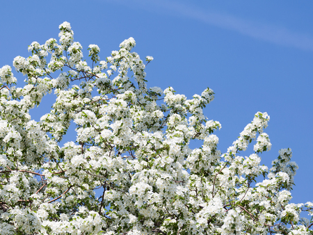 many beautiful white curvy delicate flowers on the branches of apple trees were in the early spring on a background of a bright blue spring sky in the gardenの写真素材