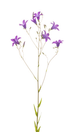 gentle summer bright beautiful purple flowers of wild bell isolated on white backgroundの写真素材