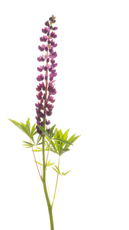 delicate bright beautiful purple lupine flower on a white backgroundの写真素材