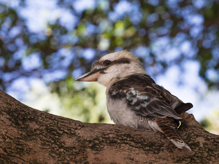 Sweet, beautiful, intelligent bird - laughing kookaburra family of kingfishers perched on a thick branch of a tree, Australiaの写真素材