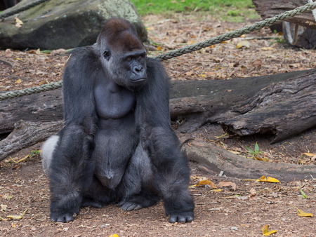 Sydney - February 29, 2016: Large smart female orangutan, with dark hair, in the city zoo February 29, 2016, Sydney, Australiaのeditorial素材