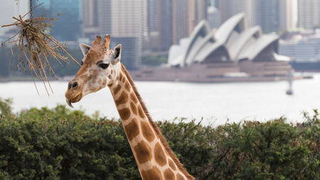 Sydney - February 29, 2016: Beautiful Sydney Opera House, and the highest in Taronga zoo giraffe, February 29, 2016, Sydney, Australiaのeditorial素材