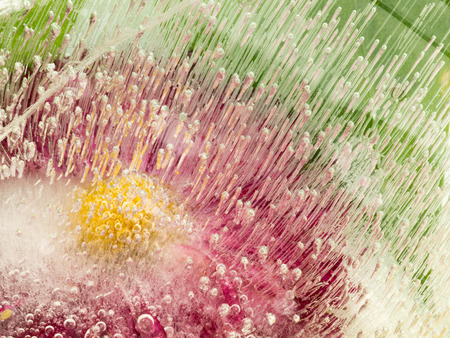 bright beautiful delicate unusual floral green and red organic abstraction frozen in water and a lot of air bubblesの写真素材