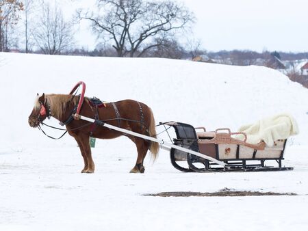Suzdal -13 February 2017: A harnessed red horse, with a sleigh, stands outside on a winter day February 13, 2017, Suzdal, Vladimir Region, Russiaのeditorial素材