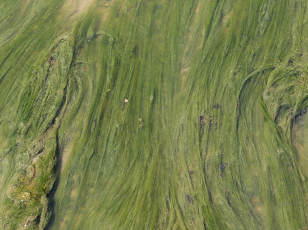 Background of green algae in clear water