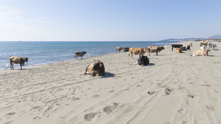 Big clever cows, different colors, walking on the sand near the blue sea, Montenegroの写真素材