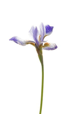 beautiful lilac fragile delicate iris flower on white isolated backgroundの写真素材