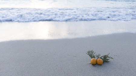 Orange mandarins and a branch of green pine needles in the sand and a sea wave with white foam rolling on the sandy beach at sunsetの写真素材