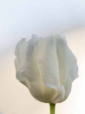 beautiful white tender tulip on a light background of the morning skyの写真素材