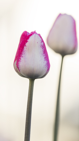beautiful white and pink tender flowers of tulips on a light background in the morning in the gardenの写真素材