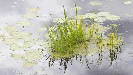 water lilies and green grass in summer on the river and reflections in calm water