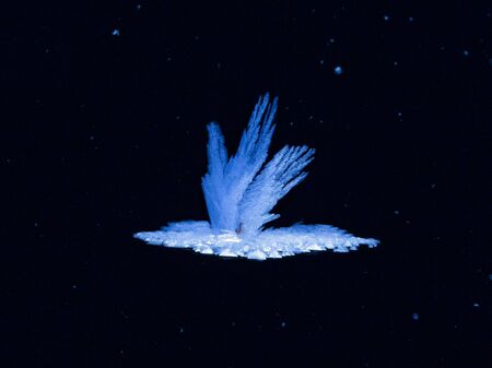 A beautiful, white, fragile, bird-like crystal made of ice with sharp rays grew cold in the winter on the surface of the lakeの写真素材